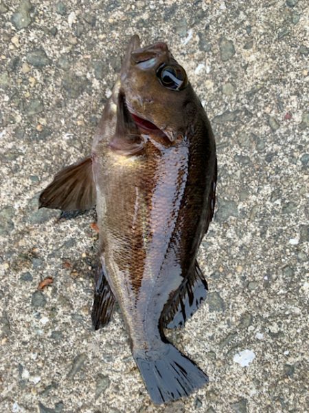 メバリング過去最高釣果